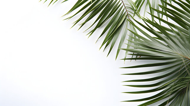 Palm fresh green tropical branches isolated on white background copy space,,
Two green palm leaves on white Free Photo
