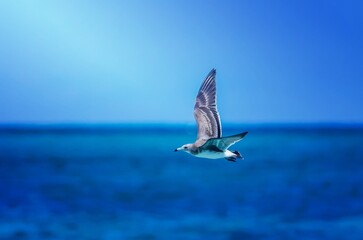 a seagull flying above the indian ocean