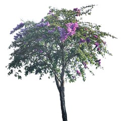 A standalone tree with purple and pink blossoms blooming outdoors on a sunny morning in the park with no people.