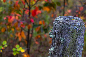 Moss Covered Old Fence Post with Autumn Colours