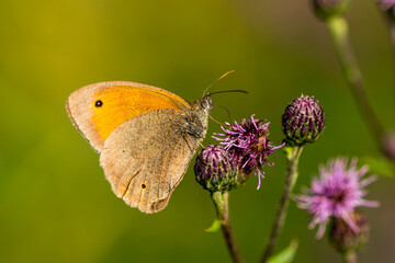 Grosses Ochsenauge (Maniola jurtina) an einer Distel
