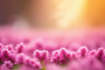Field of pink flowers on nature blur. Copy place. 