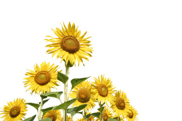 Sunflowers group on white isolated