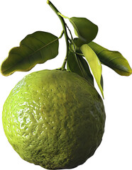 photo bergamot fruit, isolated bergamot  