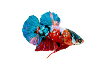 Close up multicolor Siam betta fighting fish with main color as red, blue and pink show aggressive...