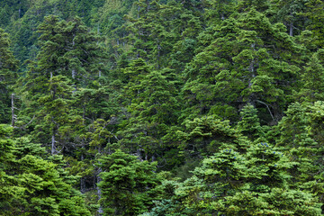 Greenery forest over the mountain
