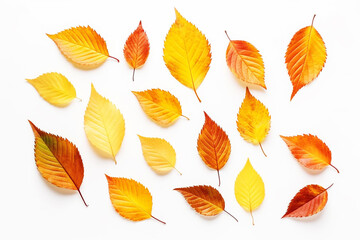 Autumn leaves isolated on white background