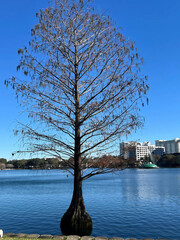 Bald cypress tree and skyscrapers  in Lake Eola park in Orlando. Florida, USA