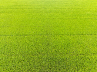 Wide-angle drone shots of green and yellow rice fields, rich in lush green and yellow rice fields, cultivated by farmers in Asia and Thailand. Ready to be harvested for delivery to mills and stores.