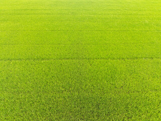 Wide-angle drone shots of green and yellow rice fields, rich in lush green and yellow rice fields,...