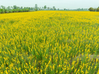 Wide-angle drone shot of a field of hemp and yellow flowers. Beautiful, foreign-like environment. Looks fresh and outstanding. It is in the area of Asia and is the garden of the villagers.