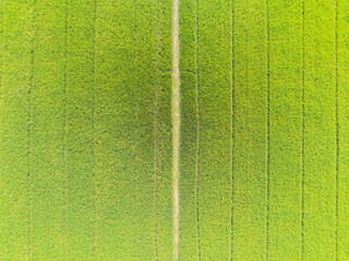 Drone shot above of a rice field with lush green rice fields in full bloom. Ready for processing...