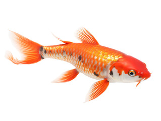 Fototapeta premium Koi Fish, isolated on a transparent or white background