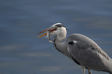 Heron eating a mullet