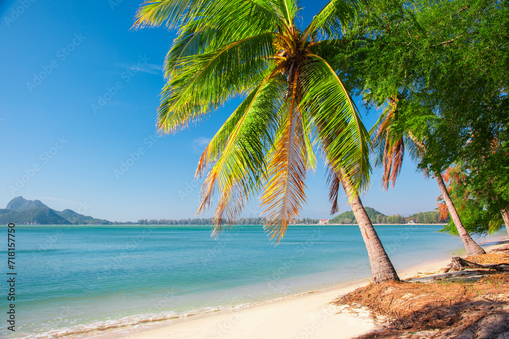 Wall mural beautiful coconut palm tree on tropical beach