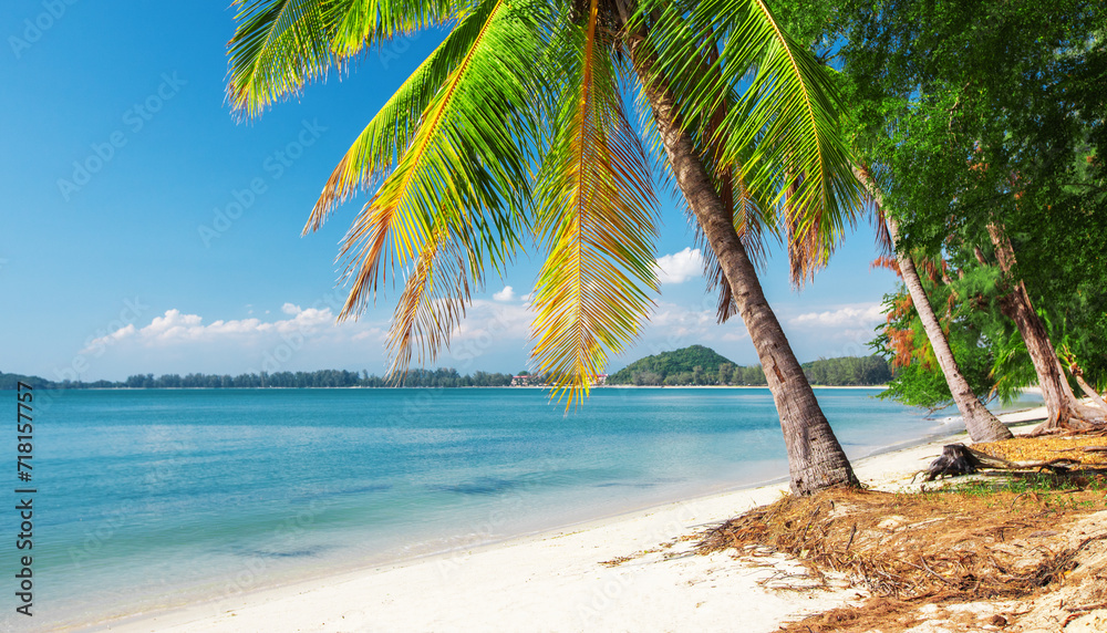 Wall mural beautiful coconut palm tree on tropical beach