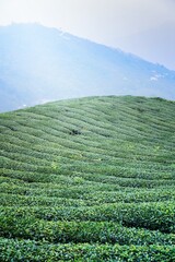 Beautiful green tea crop garden rows scene with blue sky and cloud, design concept for the fresh tea product background, copy space.