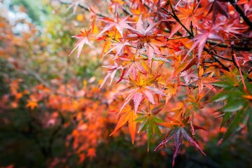 Beautiful maple leaves in autumn sunny day in foreground and blurry background in Kyushu, Japan. No people, close up, copy space, macro shot.