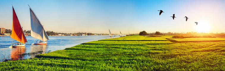 Feluccas on Nile and green fields of wheat at sunset time, panorama, Luxor, Egypt. - obrazy, fototapety, plakaty