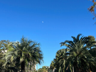 Palm trees with moon  in Lake Eola park in Orlando. Florida, USA