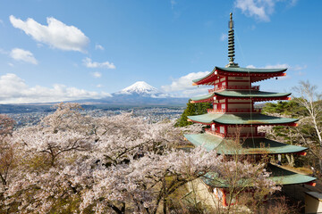 Fuji mountain view from Chureito Pagoda with cherry blossom in spring season