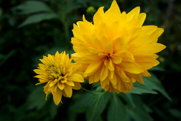 Yellow flower