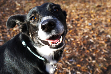 Black dog walking in the park