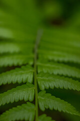 Green fern leaves close up