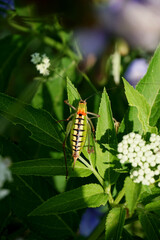 Beautiful bug on a leaf