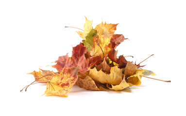 Autumn season. Pile of maple leaves isolated on white