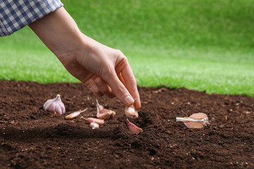 Woman planting garlic cloves into fertile soil outdoors, closeup