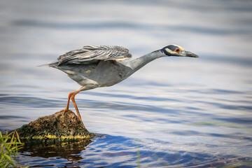 Yellow-crowned Night Heron (Nyctanassa violacea)