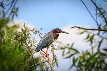 Green Heron (Butorides virescens) perched in a tree