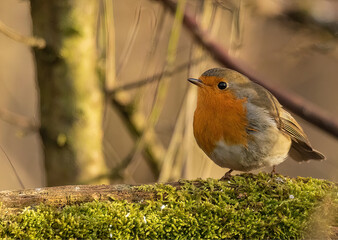 European robin