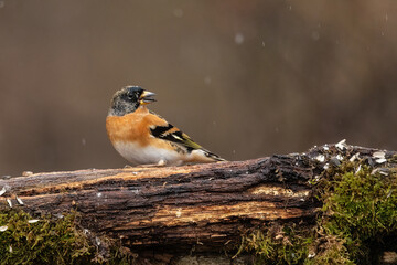 Brambling