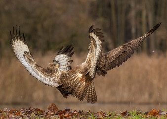 Common buzzard