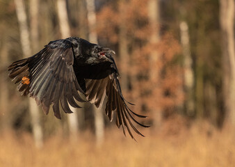 Common raven