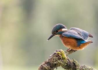 kingfisher on the branch