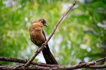Female Gereat-tailed Grackle (Quiscalus mexicanus) perched in a tree