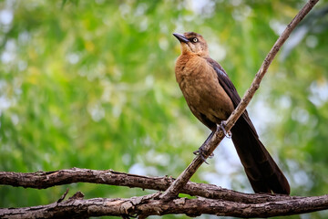 Female Gereat-tailed Grackle (Quiscalus mexicanus) perched in a tree