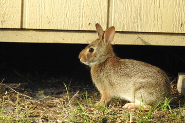 Rabbit Profile