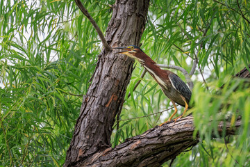 Green Heron (Butorides virescens) perched in a tree