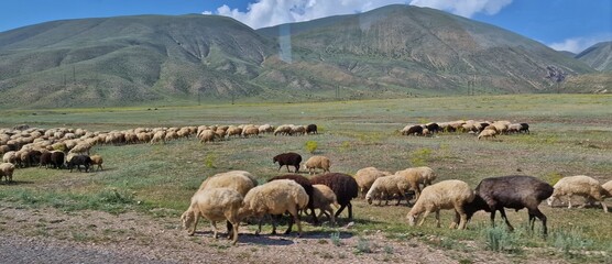 herd of sheep in armenia up in mountains 