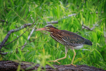 Green Heron (Butorides virescens) perched in a tree