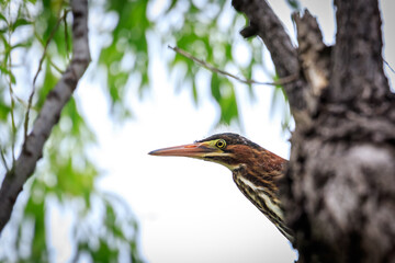 Green Heron (Butorides virescens) perched in a tree