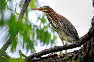 Green Heron (Butorides virescens) perched in a tree