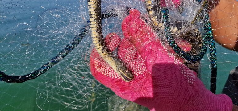  dice snake (Natrix tessellata) is a Eurasian nonvenomous snake belonging to the family Colubridae, subfamily Natricinae.