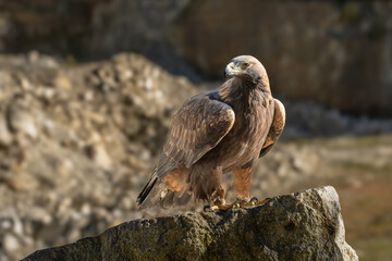 White Tailed Eagle (Haliaeetus albicilla) in flight. Also known as the ern, erne, gray eagle, Eurasian sea eagle and white-tailed sea-eagle. Wings Spread. Poland, Europe. Birds of prey.