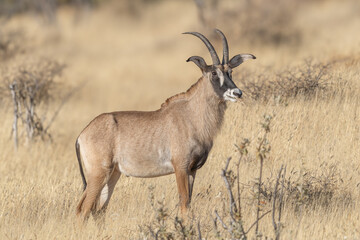 Naklejka na ściany i meble The sable antelope (Hippotragus niger)