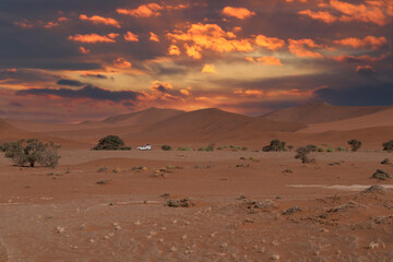 Fototapeta na wymiar huge sand dunes in the Namib Desert with trees in the foreground of Namibia